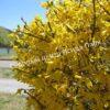 Форзиция промежуточная (средняя) Золотая сирень (Golden Lilac) 6