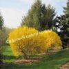 Форзиция промежуточная (средняя) Золотая сирень (Golden Lilac) 7