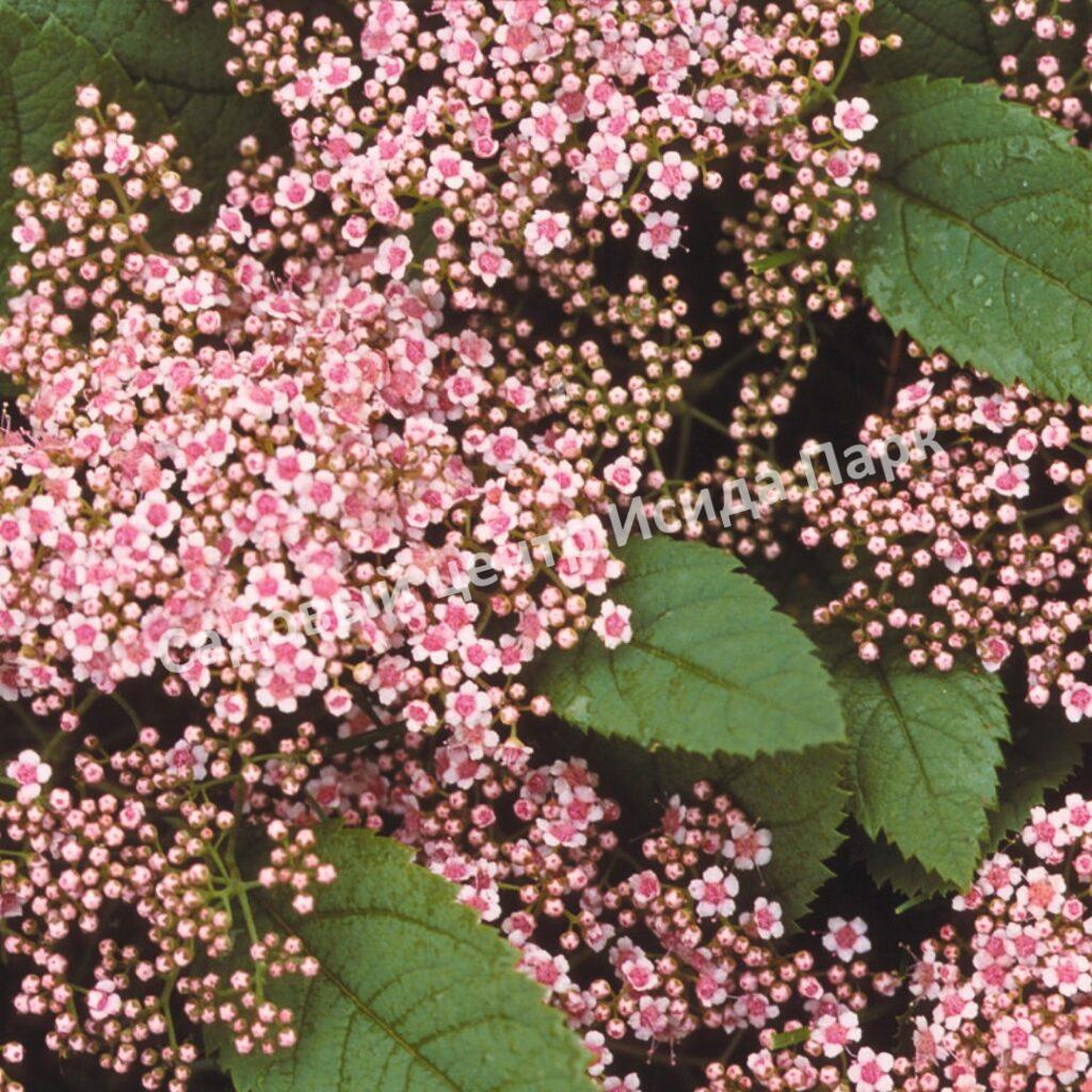 Спирея Фришиана Пинк Парасоль, Пинк Парасолс (Pink Parasols)