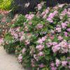 Спирея Фришиана Пинк Парасоль, Пинк Парасолс (Pink Parasols) 1