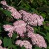 Спирея Фришиана Пинк Парасоль, Пинк Парасолс (Pink Parasols) 5