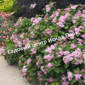 Спирея Фришиана Пинк Парасоль, Пинк Парасолс (Pink Parasols)