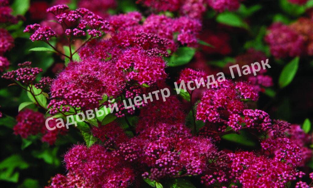 Спирея японская Фробели (Froebelii) Спирея японская Фробели (Froebelii)