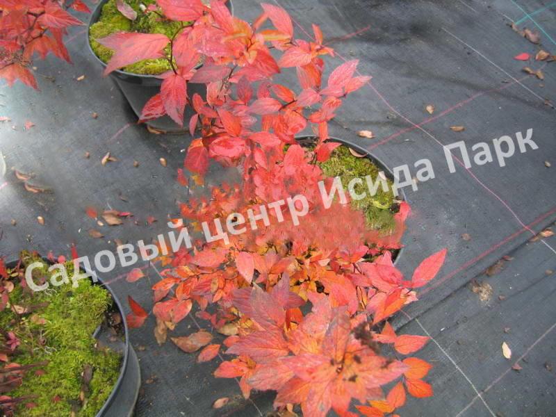 Спирея японская Фробели (Froebelii) Спирея японская Фробели (Froebelii)