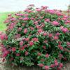Спирея японская Фробели (Froebelii) 3