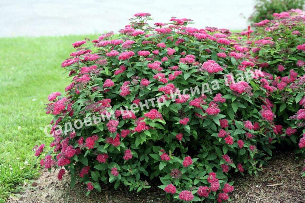 Спирея японская Фробели (Froebelii) Спирея японская Фробели (Froebelii)