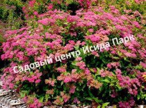 Спирея японская Фробели (Froebelii)