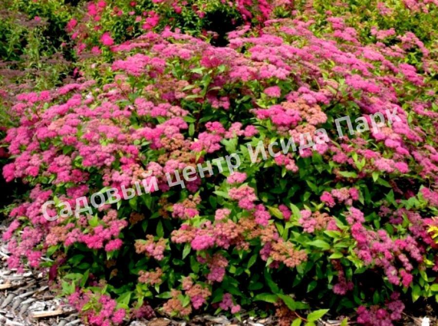 Спирея японская Фробели (Froebelii) Спирея японская Фробели (Froebelii)