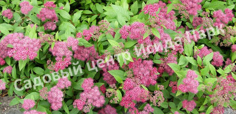 Спирея японская Фробели (Froebelii) Спирея японская Фробели (Froebelii)