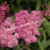 Спирея японская Фробели (Froebelii) 7