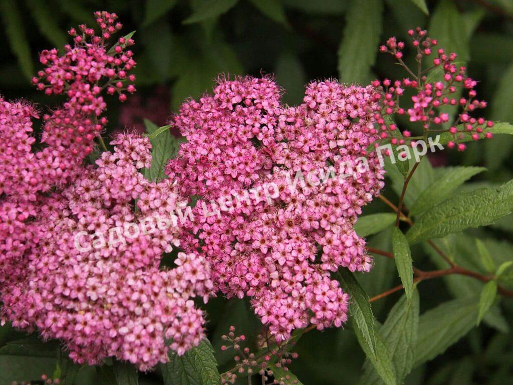 Спирея японская Фробели (Froebelii) Спирея японская Фробели (Froebelii)