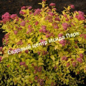 Спирея японская Голден Карпет (Golden Carpet, Золотой Ковер)