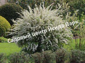Спирея Грациоза (Graciosa)