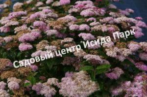 Спирея японская Грин энд Голд (Green and Gold)