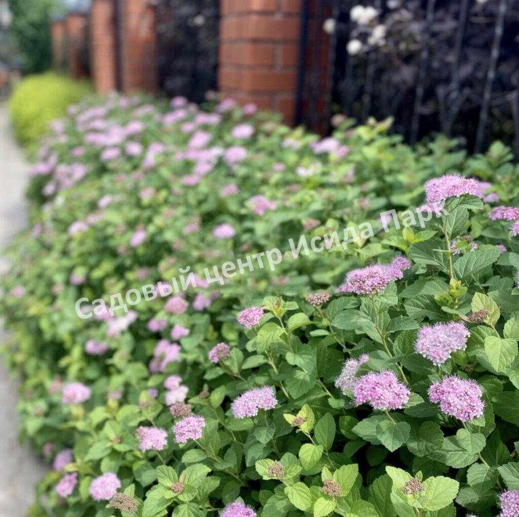 Спирея густоцветковая, денсифлора (Densiflora)