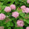 Спирея густоцветковая, денсифлора (Densiflora) 2