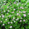Спирея густоцветковая, денсифлора (Densiflora) 1