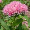 Спирея густоцветковая, денсифлора (Densiflora) 5