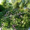 Спирея густоцветковая, денсифлора (Densiflora) 6