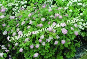 Спирея густоцветковая, денсифлора (Densiflora)