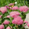 Спирея густоцветковая, денсифлора (Densiflora) 7