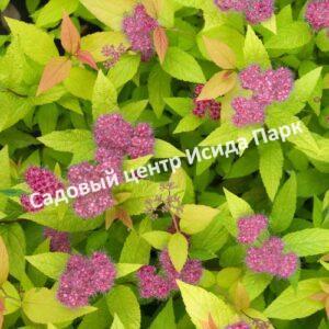 Спирея японская Хуберт Голд (Hubert Gold)