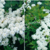 Спирея Вангутта Изогнутый венец (Spiraea cantoniensis) 2