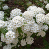 Спирея Вангутта Изогнутый венец (Spiraea cantoniensis) 3