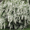 Спирея Вангутта Изогнутый венец (Spiraea cantoniensis) 1