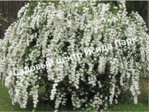 Спирея Вангутта Изогнутый венец (Spiraea cantoniensis)