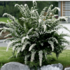 Спирея Вангутта Изогнутый венец (Spiraea cantoniensis) 6