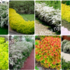 Спирея Вангутта Изогнутый венец (Spiraea cantoniensis) 7