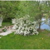 Спирея Вангутта Изогнутый венец (Spiraea cantoniensis) 8