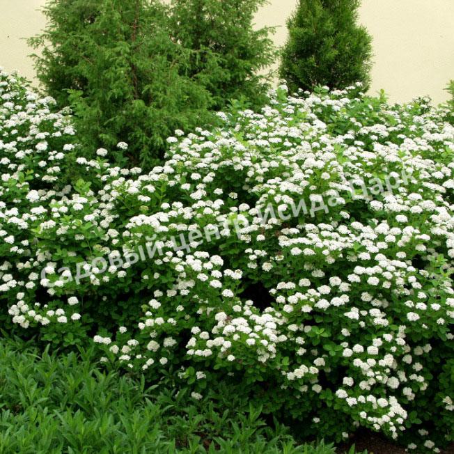 Спирея Исланд, Айланд, Остров (Island) Спирея Исланд, Айланд, Остров (Island)