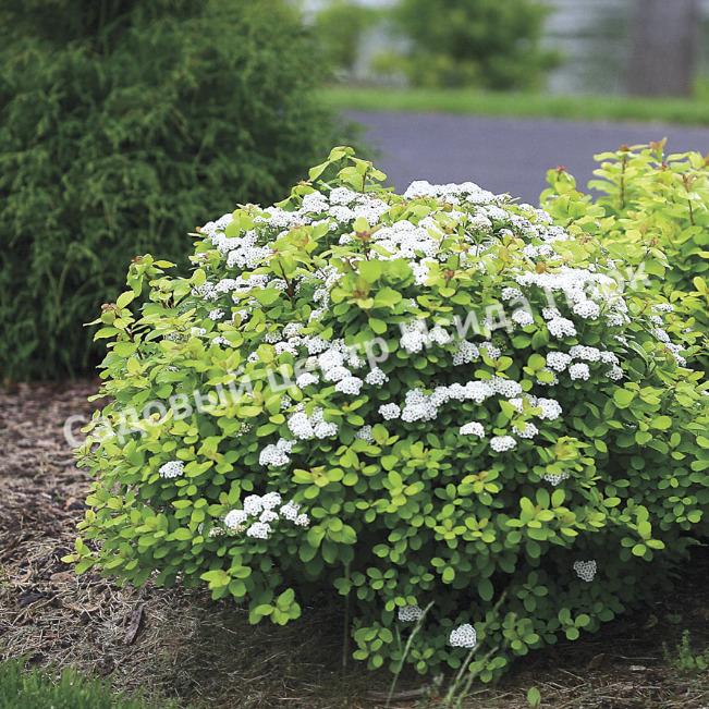 Спирея Исланд, Айланд, Остров (Island) Спирея Исланд, Айланд, Остров (Island)