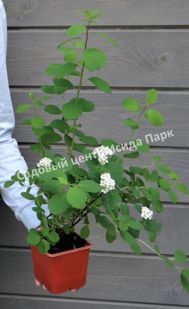 Спирея Исланд, Айланд, Остров (Island) Спирея Исланд, Айланд, Остров (Island)