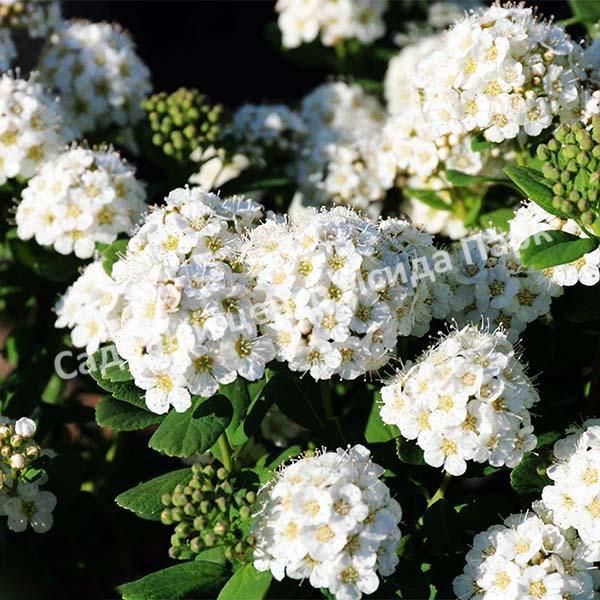 Спирея Исланд, Айланд, Остров (Island) Спирея Исланд, Айланд, Остров (Island)