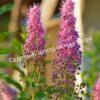 Спирея иволистная (Salicifolia) 4