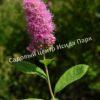 Спирея иволистная (Salicifolia) 2