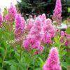 Спирея иволистная (Salicifolia) 1