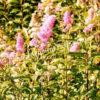 Спирея иволистная (Salicifolia) 6