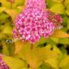 Спирея иволистная (Salicifolia) 7
