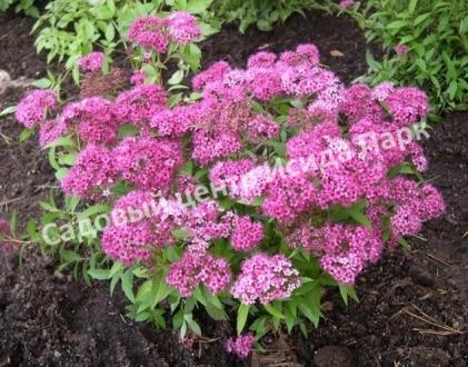 Спирея японская Криспа, Курчавая (Crispa) Спирея японская Криспа, Курчавая (Crispa)