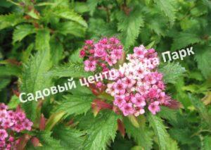 Спирея японская Криспа, Курчавая (Crispa)