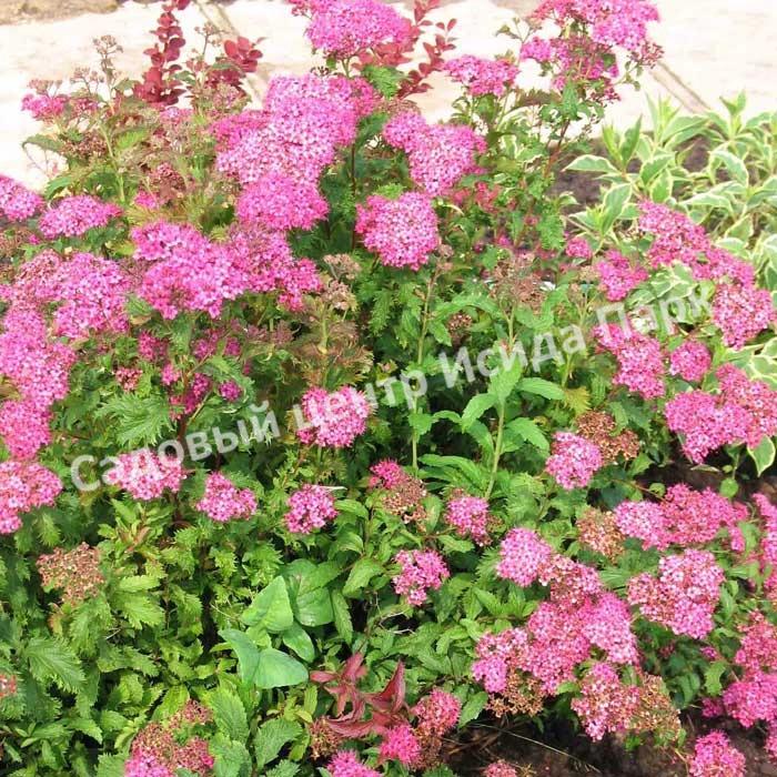 Спирея японская Криспа, Курчавая (Crispa) Спирея японская Криспа, Курчавая (Crispa)