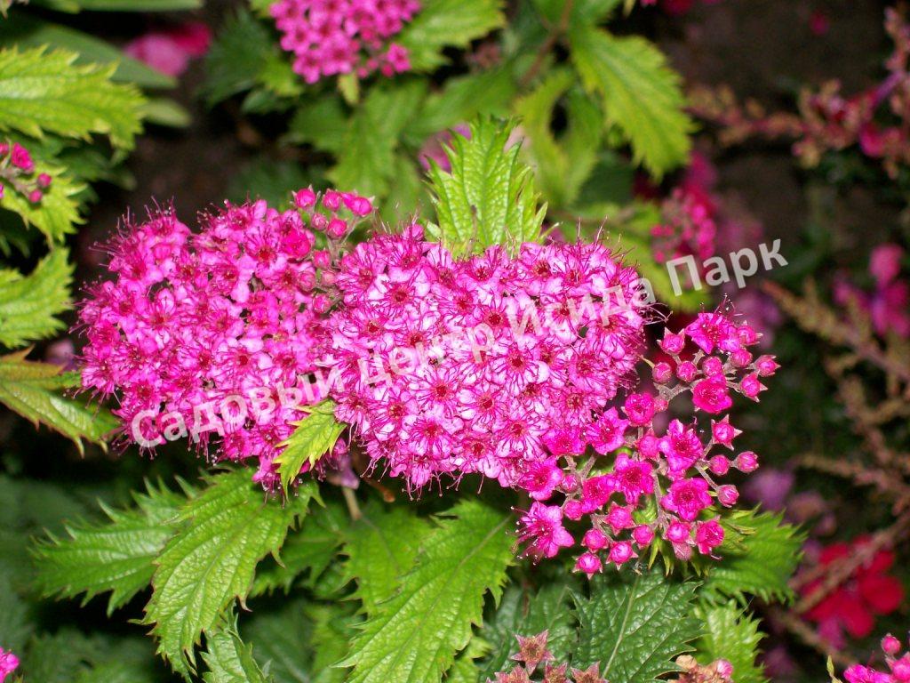 Спирея японская Криспа, Курчавая (Crispa) Спирея японская Криспа, Курчавая (Crispa)