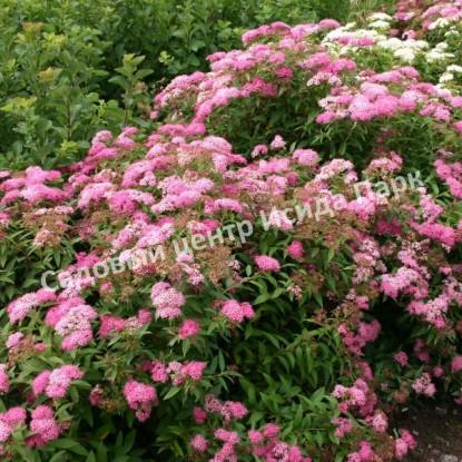 Спирея японская Криспа, Курчавая (Crispa) Спирея японская Криспа, Курчавая (Crispa)