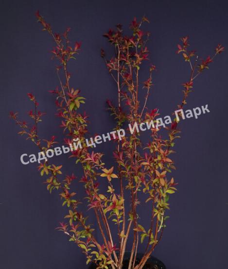 Спирея японская Магнум Роуз, Магнум Розе (Magnum Rose) Спирея японская Магнум Роуз, Магнум Розе (Magnum Rose)