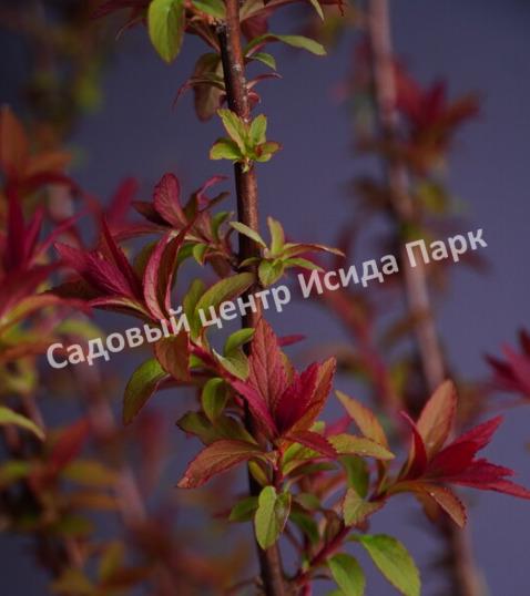 Спирея японская Магнум Роуз, Магнум Розе (Magnum Rose) Спирея японская Магнум Роуз, Магнум Розе (Magnum Rose)