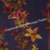 Спирея японская Магнум Роуз, Магнум Розе (Magnum Rose) 5